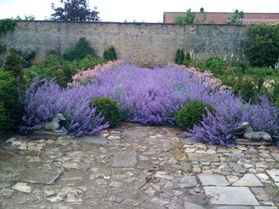 Border of catmint